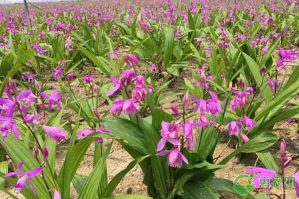 景谷傣族彝族自治縣白及高產(chǎn)栽培技術(shù)