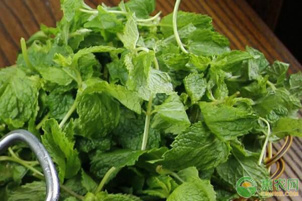 薄荷哪些部位可以食用？有哪些觀賞特性？如何盆栽？