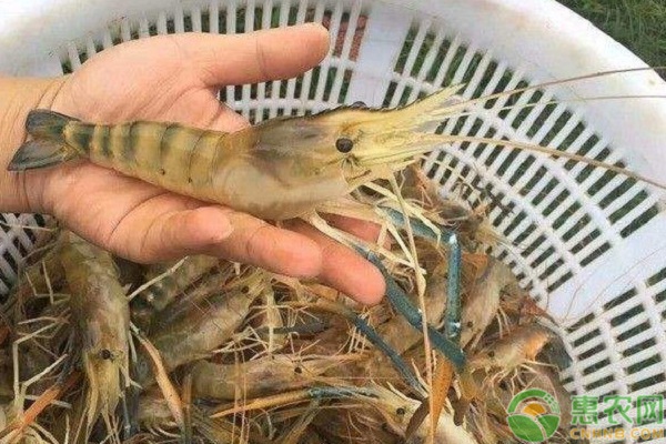 精準把握漁用殺蟲藥物安全高效使用濃度