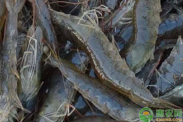 精準把握漁用殺蟲藥物安全高效使用濃度
