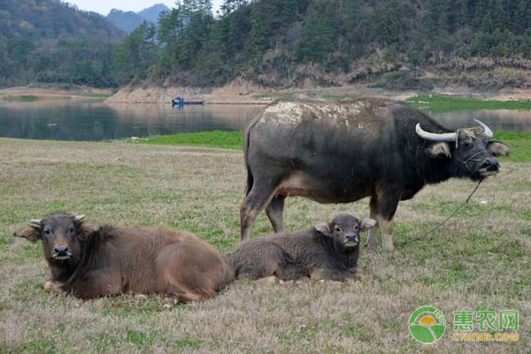 牛不長(zhǎng)膘？掌握這三點(diǎn)讓牛長(zhǎng)得又快又好