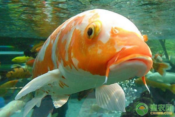 食鹽有哪些作用？如何使用食鹽防止觀賞魚疾?。? title=