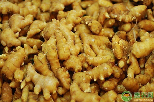 生姜的采收時(shí)間及儲(chǔ)藏方法