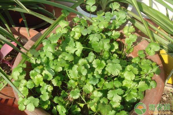 陽臺(tái)種菜