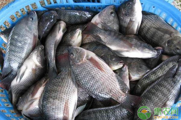 羅非魚養(yǎng)殖效益不高的原因及應(yīng)對技術(shù)