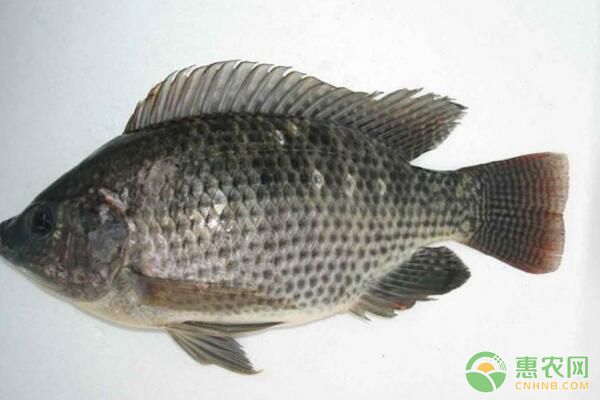 羅非魚養(yǎng)殖效益不高的原因及應(yīng)對技術(shù)