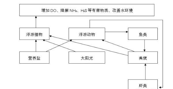唐山地區(qū)池塘和海上網(wǎng)箱養(yǎng)殖紅鰭東方鲀技術(shù)