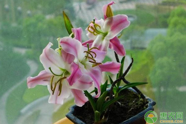 家庭養(yǎng)花所用花盆容器有哪些？各自有什么優(yōu)點(diǎn)？
