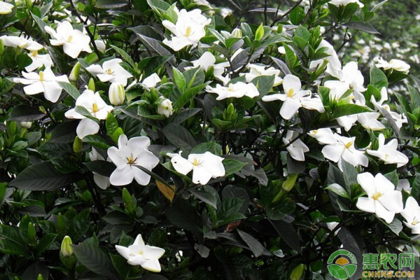 梔子花的養(yǎng)殖方法及注意要點(diǎn)
