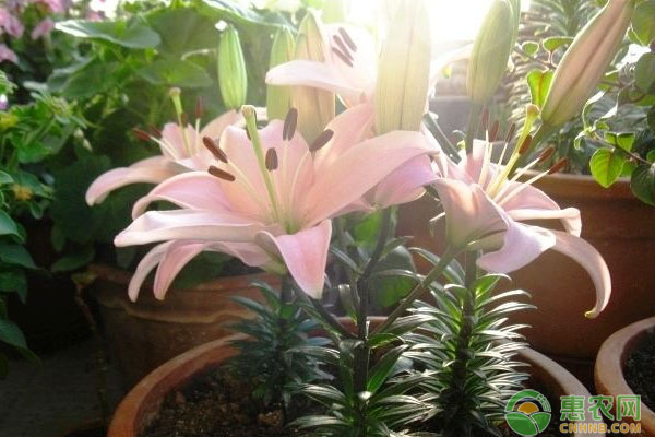 家庭養(yǎng)花所用花盆容器有哪些？各自有什么優(yōu)點(diǎn)？