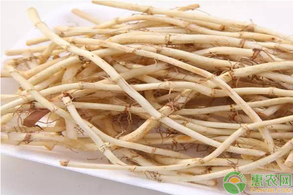 魚(yú)腥草的高產(chǎn)栽培管理方法