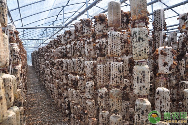 黑木耳怎么進行袋料栽培