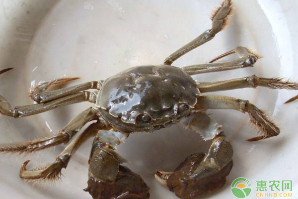 池塘河蟹套養(yǎng)鱖魚苗成活率低的原因及解決方法