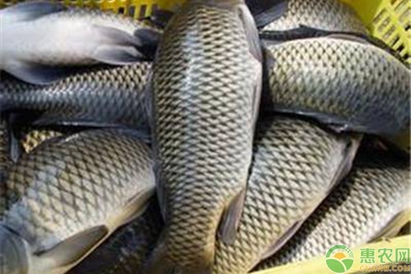 <a href='http://www.iweekee.cn/p/caoyuo/' class='j-href' target='_blank'><span style='color:#FF8001'>草魚</span></a>夏花暴發(fā)性白尾病的發(fā)生與防治