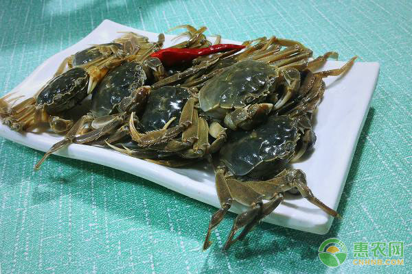 池塘河蟹套養(yǎng)鱖魚苗成活率低的原因及解決方法