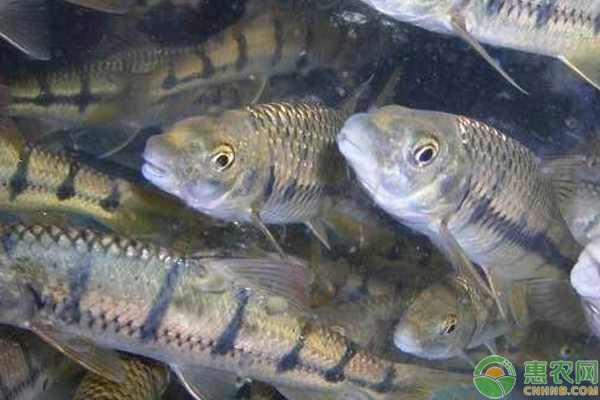 一例網(wǎng)箱死魚原因淺析