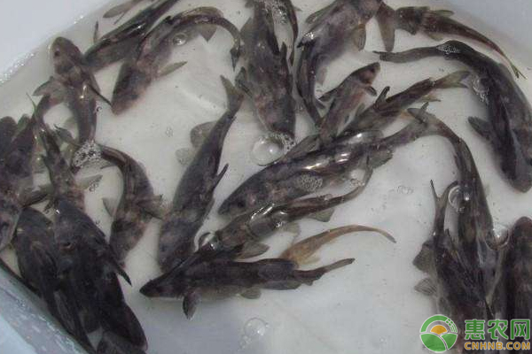 一例網(wǎng)箱死魚原因淺析