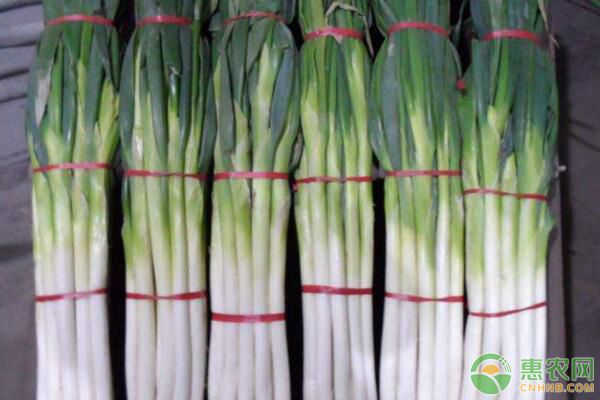 大蔥育苗技術(shù)及高產(chǎn)栽培方法