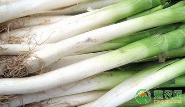 大蔥育苗技術(shù)及高產(chǎn)栽培方法