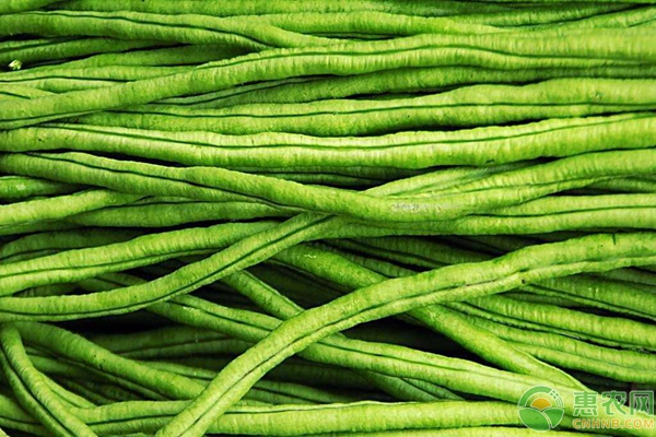 豆角僵苗和豆角徒長(zhǎng)問題的原因分析及防治措施