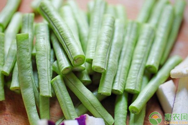 豆角僵苗和豆角徒長(zhǎng)問題的原因分析及防治措施