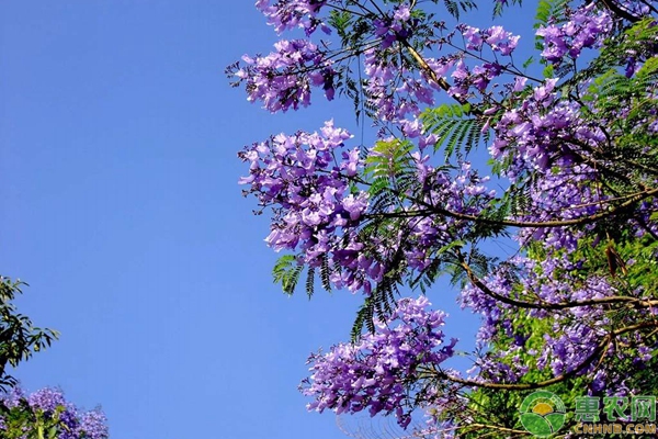 藍(lán)花楹的生長(zhǎng)特性及養(yǎng)護(hù)管理要點(diǎn)