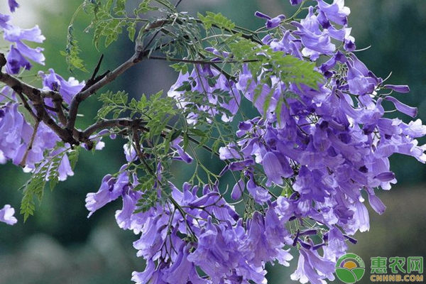 藍(lán)花楹的生長(zhǎng)特性及養(yǎng)護(hù)管理要點(diǎn)