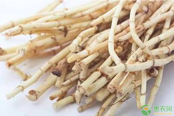 魚腥草種植管理技術(shù)