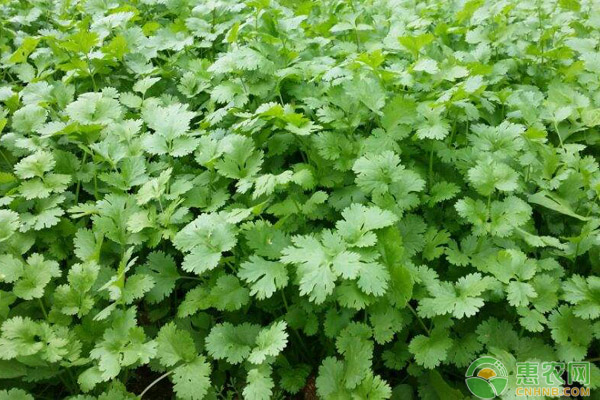 香菜種植應(yīng)該注意什么？