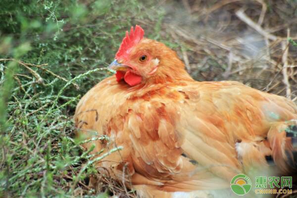 肉雞飼養(yǎng)管理要點及疫病防治措施