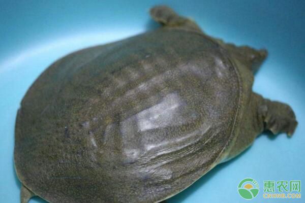 甲魚(yú)白斑病診斷方法及防治措施