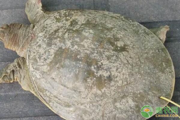 甲魚(yú)白斑病診斷方法及防治措施