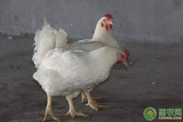 肉雞<a href='http://www.iweekee.cn/t/57173.html' class='j-href' target='_blank'><span style='color:#FF8001'>飼養(yǎng)管理</span></a>要點及疫病防治措施