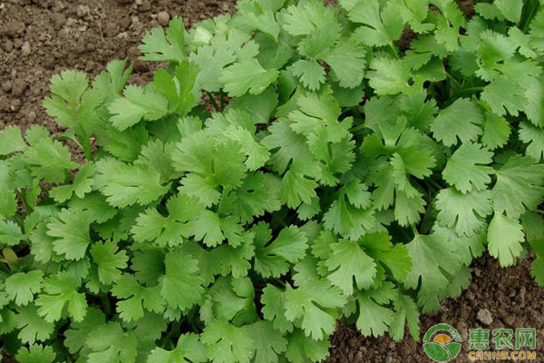 香菜種植技術(shù)