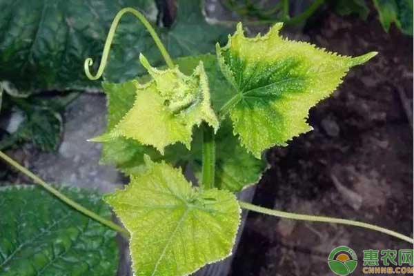 蔬菜黃頭預(yù)防措施
