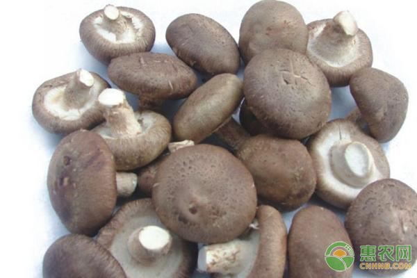 香菇種植的常見蟲害及防治方法