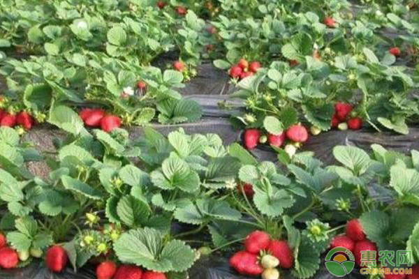 百姓彩票登陆平台科学种植让草莓产量翻番