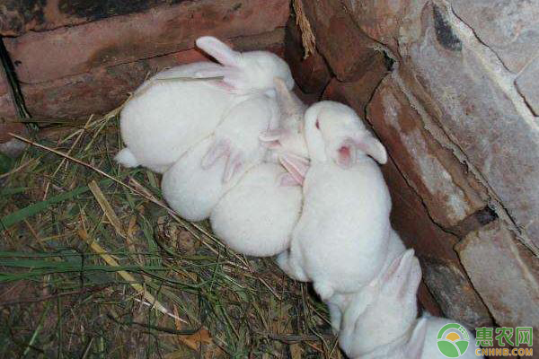 獺兔飼養(yǎng)管理