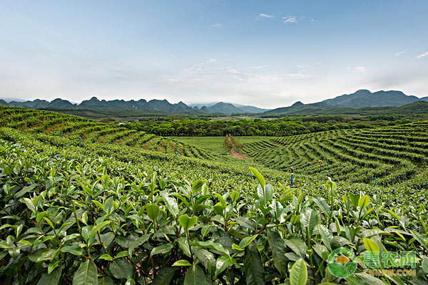 巧妙應(yīng)用茶葉治療牛羊病
