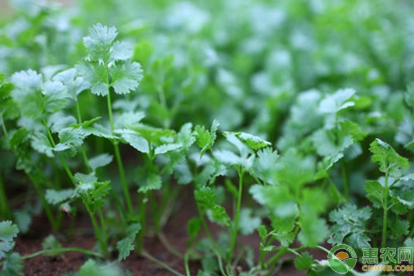 香菜種植為什么要除草，怎樣除草更有效