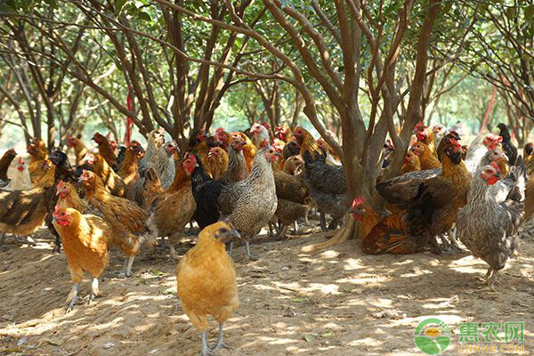 這四種方法防范動物偷盜土雞