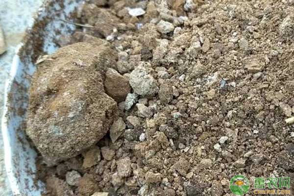 種菜施肥技巧