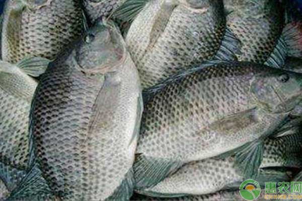 羅非魚養(yǎng)殖