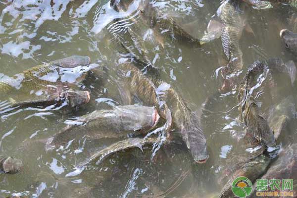 羅非魚
