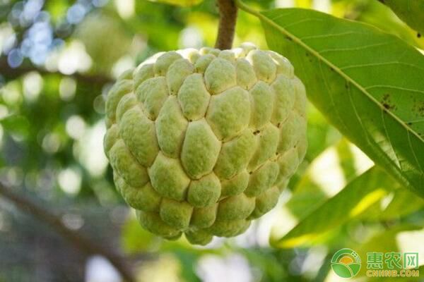 臺(tái)灣釋迦果蒂腐病、凋萎病、根腐病為害癥狀及防治措施