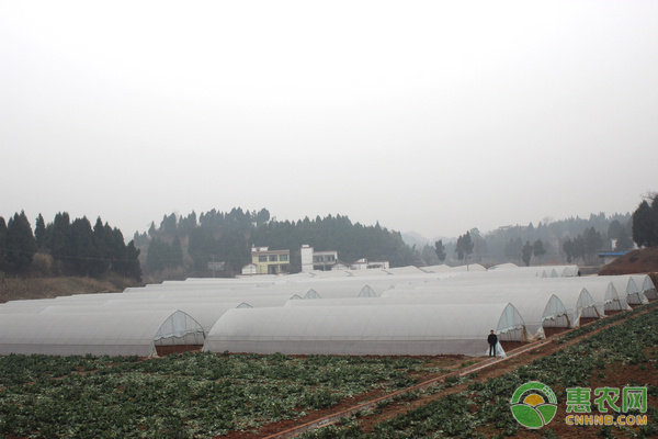大棚種植遇到惡劣天氣怎么辦？掌握這三大應(yīng)對(duì)措施沒問題