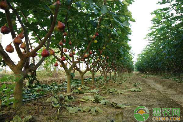 北方果樹如何越冬？蟲害防治是關(guān)鍵！
