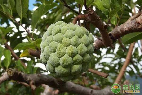 臺(tái)灣釋迦果蒂腐病、凋萎病、根腐病為害癥狀及防治措施