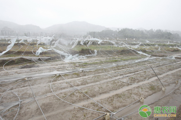 大棚種植遇到大風(fēng)天氣