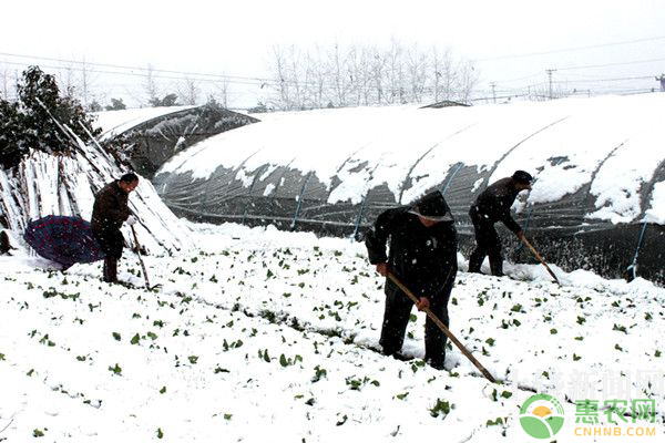 大棚種植遇到大雪天氣